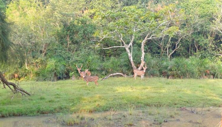 dears at bhitarkanika
