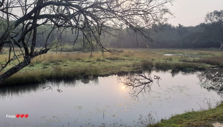 BHITARAKANIKA MANGROVES FOREST